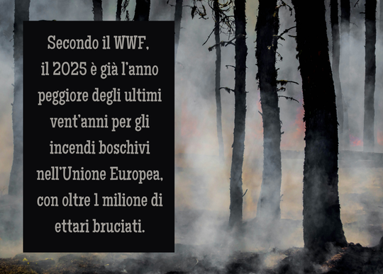 incendi bosco 2025.png